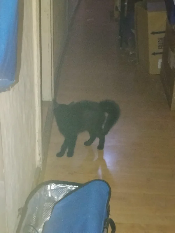 Nachtrag: The Tail hat eine zweite Form