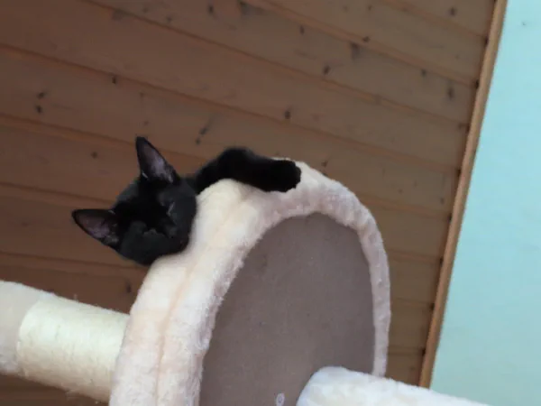 The Tail – der Feind in meiner Burg